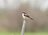 Roodkopklauwier / Woodchat Shrike