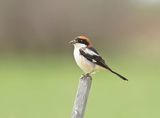 Roodkopklauwier / Woodchat Shrike