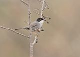 Kleine Zwartkop / Sardinian Warbler