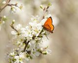 Griekse Vuurvlinder / Grecian Copper