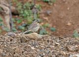 Cirlgors / Cirl Bunting