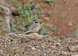 Cirlgors / Cirl Bunting