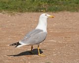 Geelpootmeeuw / Yellow-legged Gull