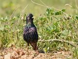 Spreeuw / Starling