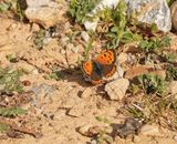 Kleine Vuurvlinder / Small Copper