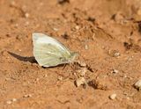Groot Koolwitje / Large White
