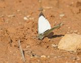 Groot Koolwitje / Large White