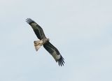 Zwarte Wouw / Black Kite