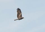 Zwarte Wouw / Black Kite