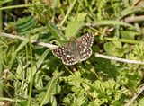 Aardbeivlinder / Grizzled Skipper