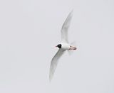 Zwartkopmeeuw / Mediterranean Gull
