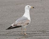 Geelpootmeeuw / Yellow-legged Gull