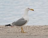 Geelpootmeeuw / Yellow-legged Gull