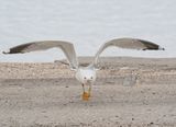 Geelpootmeeuw / Yellow-legged Gull