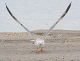 Geelpootmeeuw / Yellow-legged Gull