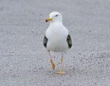 Geelpootmeeuw / Yellow-legged Gull
