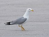 Geelpootmeeuw / Yellow-legged Gull