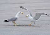 Geelpootmeeuw / Yellow-legged Gull