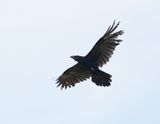 Raaf / Common Raven