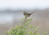 Grauwe Gors / Corn Bunting