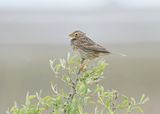 Grauwe Gors / Corn Bunting