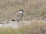 Sporenkievit / Spur-winged Lapwing