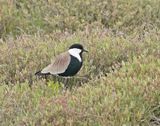 Sporenkievit / Spur-winged Lapwing