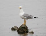 Geelpootmeeuw / Yellow-legged Gull