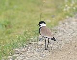 Sporenkievit / Spur-winged Lapwing