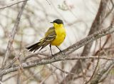 Balkankwikstaart / Black-headed Wagtail