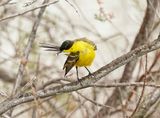 Balkankwikstaart / Black-headed Wagtail