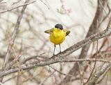 Balkankwikstaart / Black-headed Wagtail