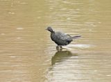 Dwergaalscholver / Pygmy Cormorant