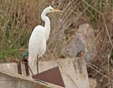 Grote Zilverreiger / Great White Egret