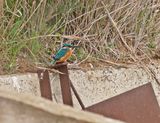 IJsvogel / Common Kingfisher