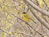 Balkankwikstaart / Black-headed Wagtail