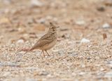 Kuifleeuwerik / Crested Lark