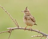 Kuifleeuwerik / Crested Lark