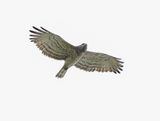 Slangenarend / Short-toed Snake Eagle
