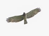 Slangenarend / Short-toed Snake Eagle