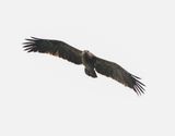 Schreeuwarend / Lesser Spotted Eagle