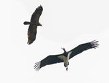 Schreeuwarend & Zwarte Ooievaar / Lesser Spotted Eagle & Black Stork
