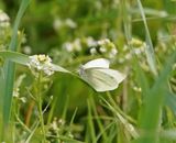 Wedewitje / Mountain Small White