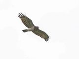 Slangenarend / Short-toed Snake Eagle