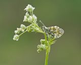 Oranjetipje / Orange-tip