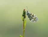 Oranjetipje / Orange-tip