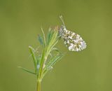 Oranjetipje / Orange-tip