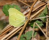 Citroenvlinder / Brimstone