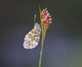 Oranjetipje / Orange-tip