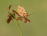 Zilvervlek / Pearl-bordered Fritillary